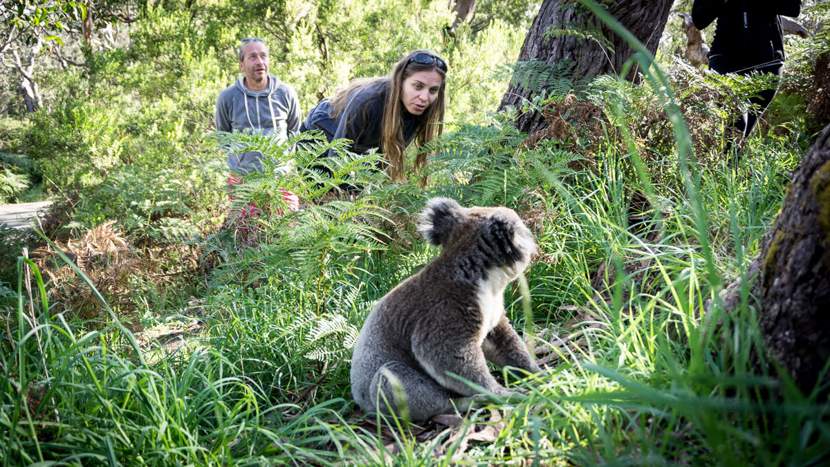 Bliskie spotkanie z misiem koala