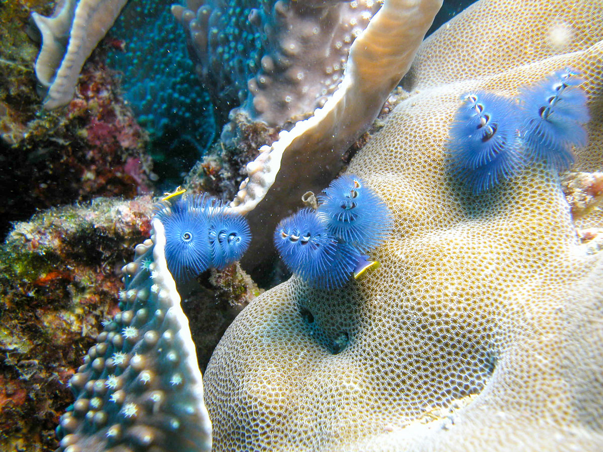 Great Barrier Reef 10