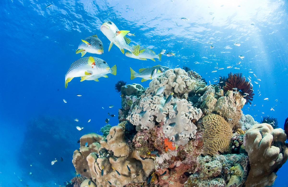 Great Barrier Reef 13