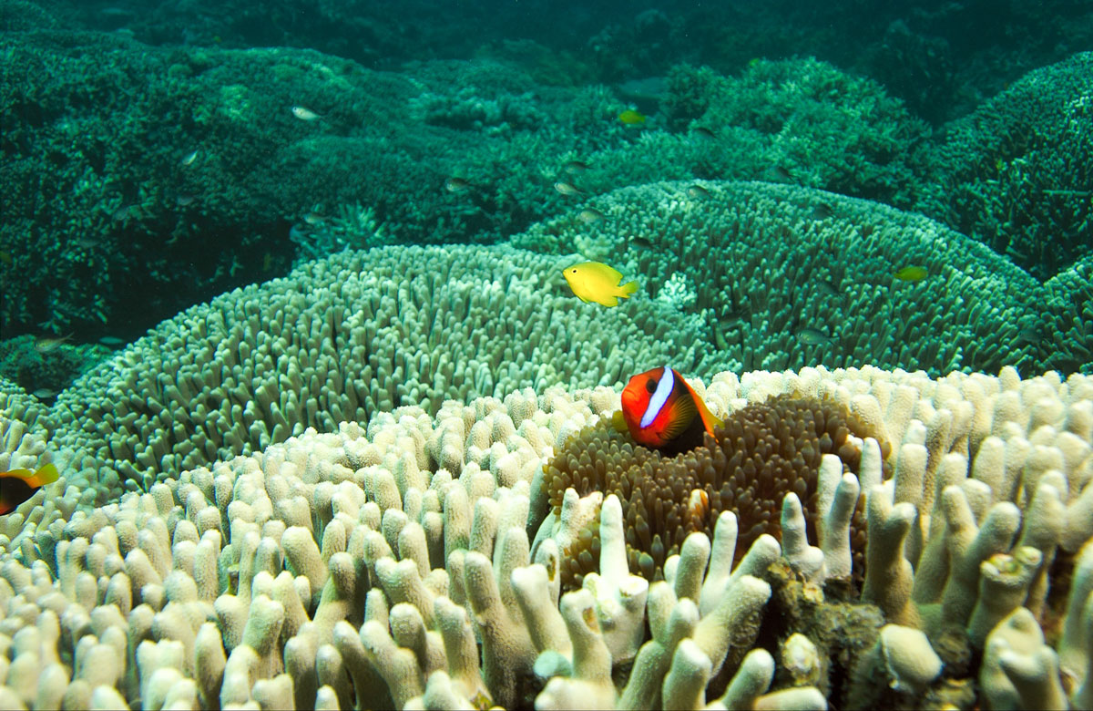 Great Barrier Reef 8